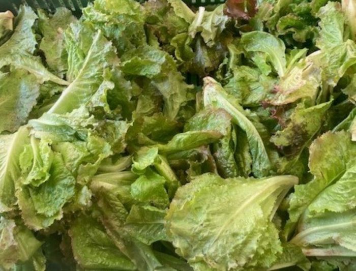 Saladine Chez Aurélie